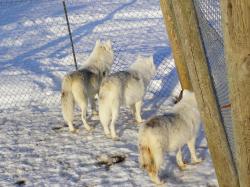 Parc à loups - Loups arctiques de la meute