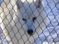Parc à loups - Loup arctique de la meute